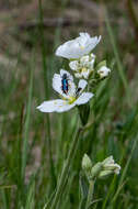 Image of great chickweed