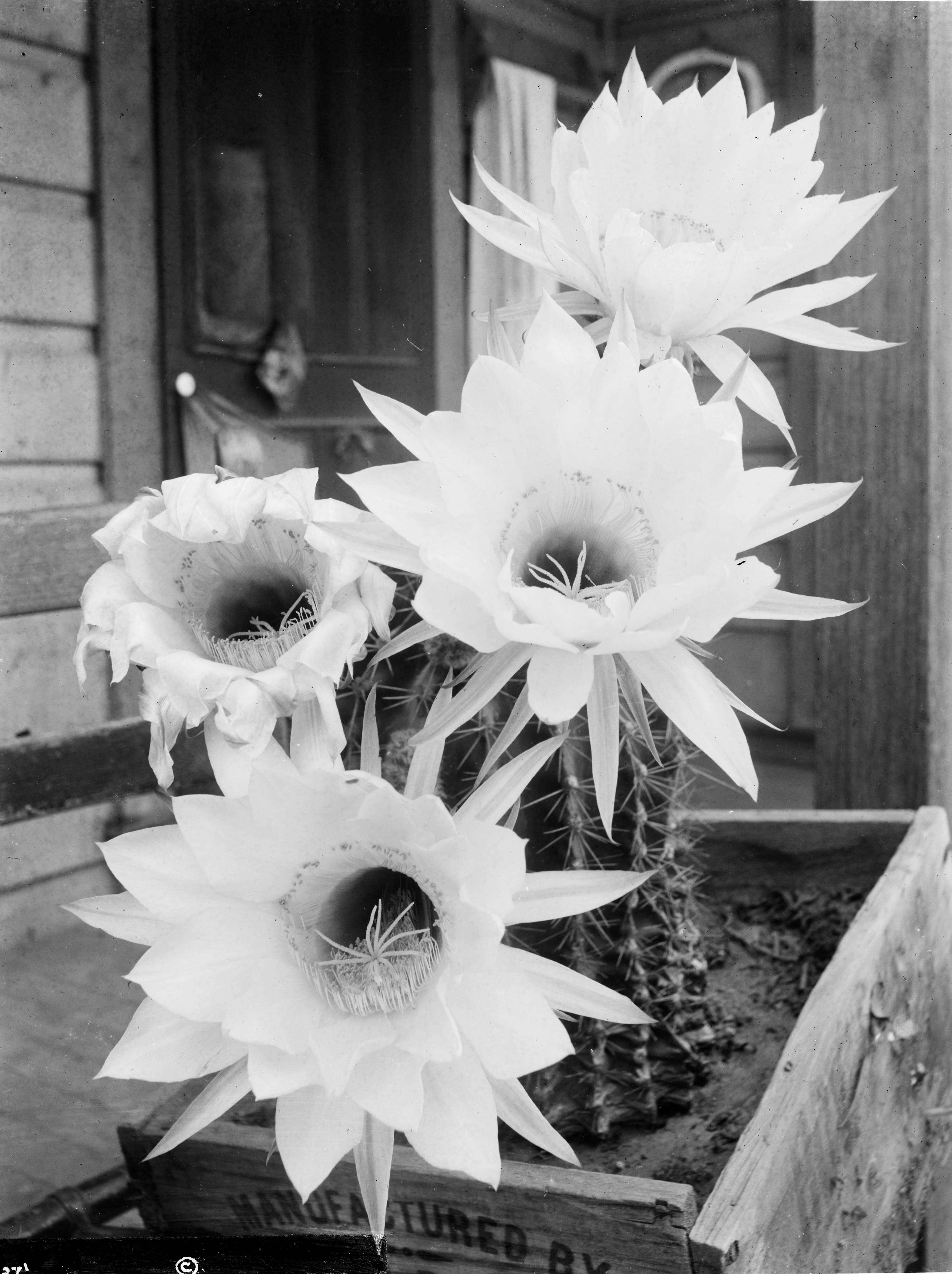 Image de Echinopsis oxygona