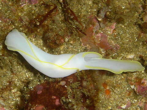 Image of Yellow edged transluscent slug