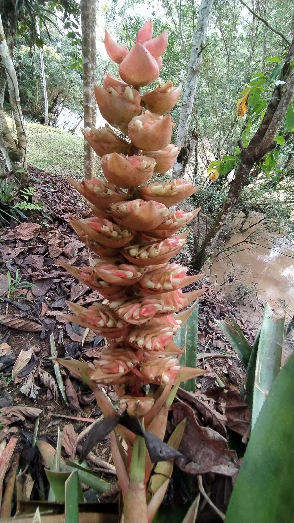 Image of Aechmea hoppii (Harms) L. B. Sm.