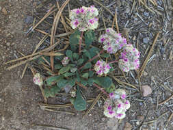 صورة Cistanthe monosperma (E. Greene) M. A. Hershkovitz