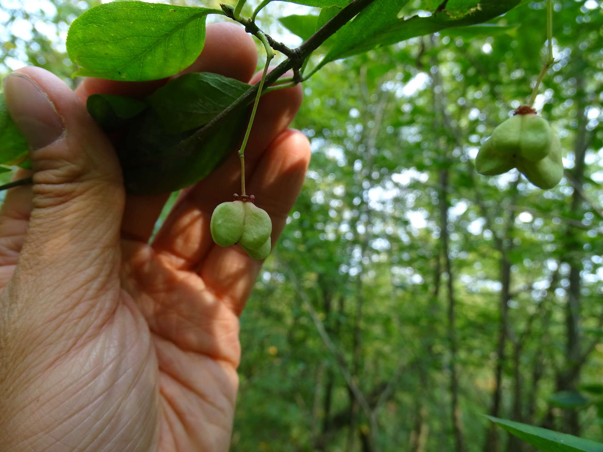 Image of Euonymus atropurpureus var. atropurpureus