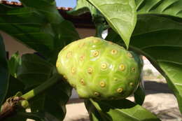 Image of Indian mulberry