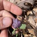 Imagem de Cardamine flagellifera O. E. Schulz