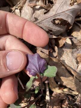 Image of Blue Ridge bittercress