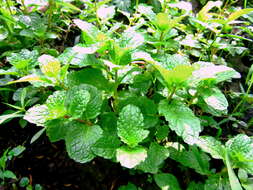 Image of Water Mint