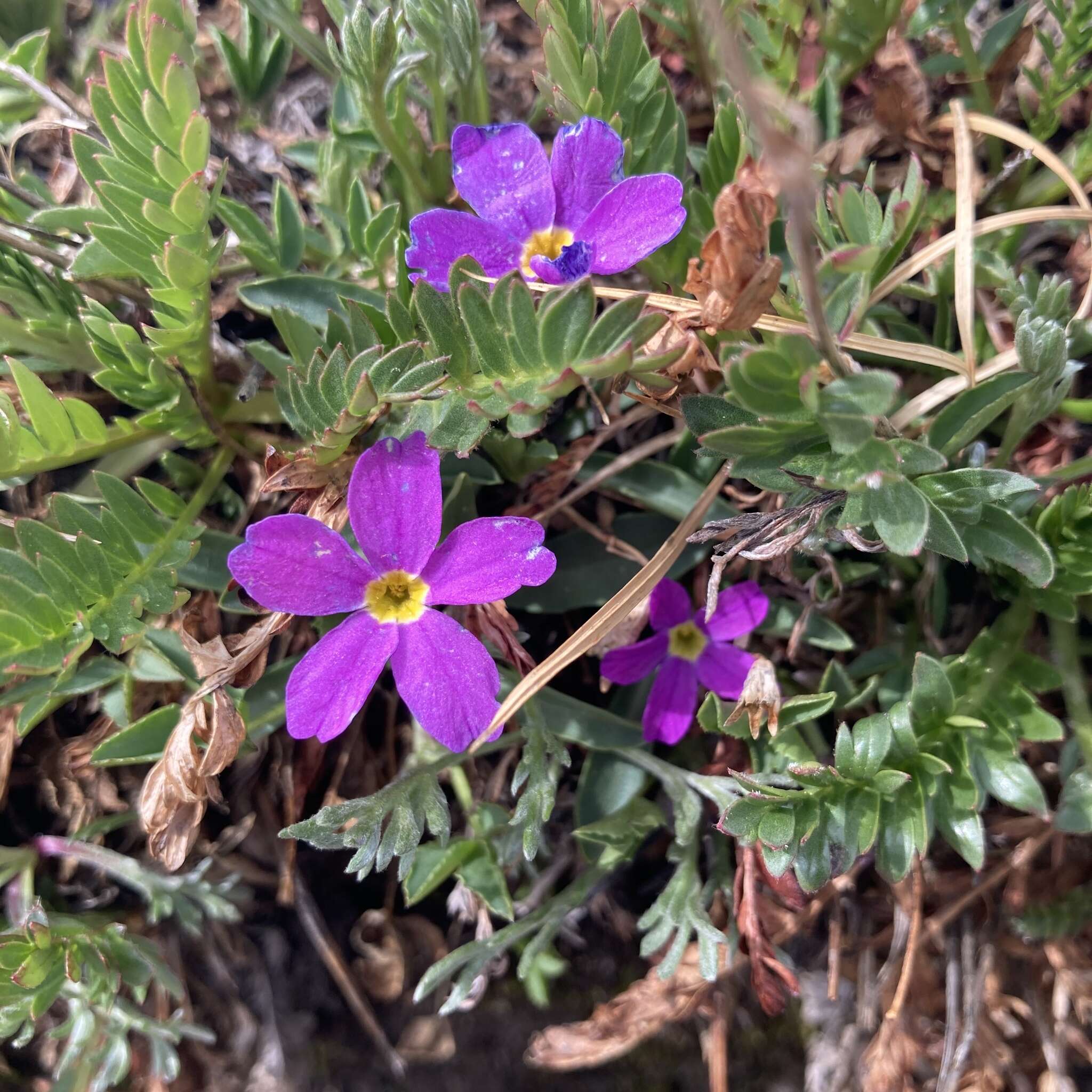 Image of alpine primrose