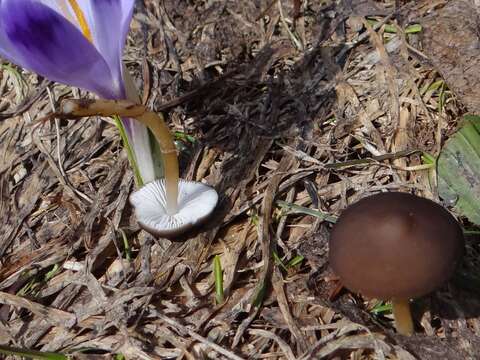 Image of sprucecone cap