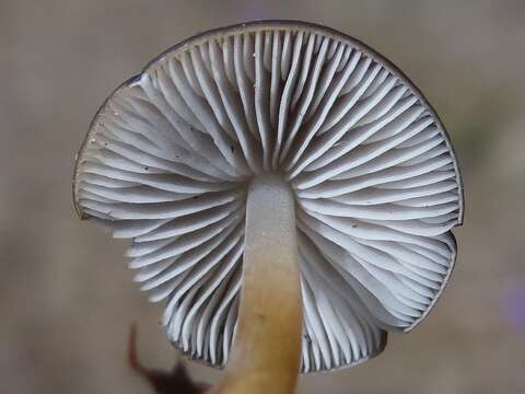 Image of sprucecone cap