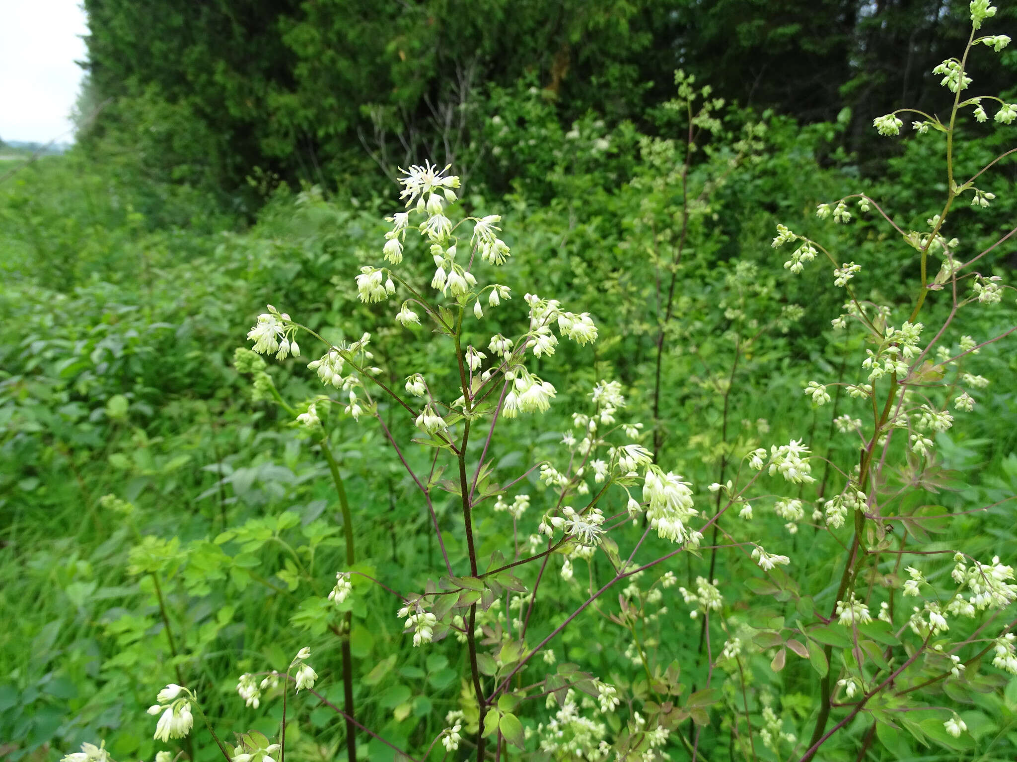 Imagem de Thalictrum dasycarpum Fisch. Mey. & Ave-Lall.