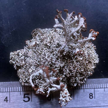 Image of cup lichen