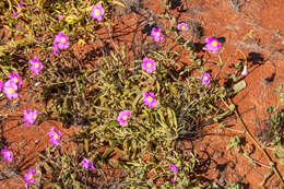 Слика од Calandrinia calyptrata Hook. fil.