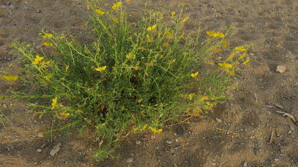 Image of Cleome foliosa DC.