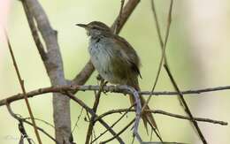 Image of Sulphur-bearded Reedhaunter