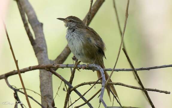 Limnoctites sulphuriferus (Burmeister 1869)的圖片