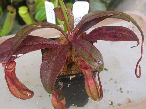 Image de Nepenthes eustachya Miq.