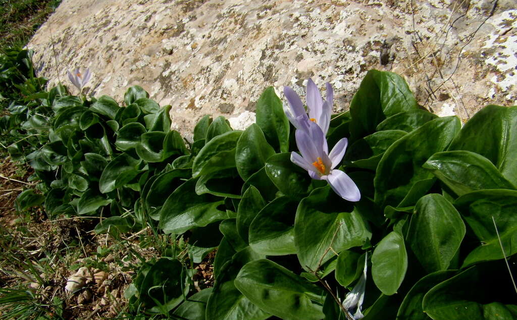 Image of Friar's cowl