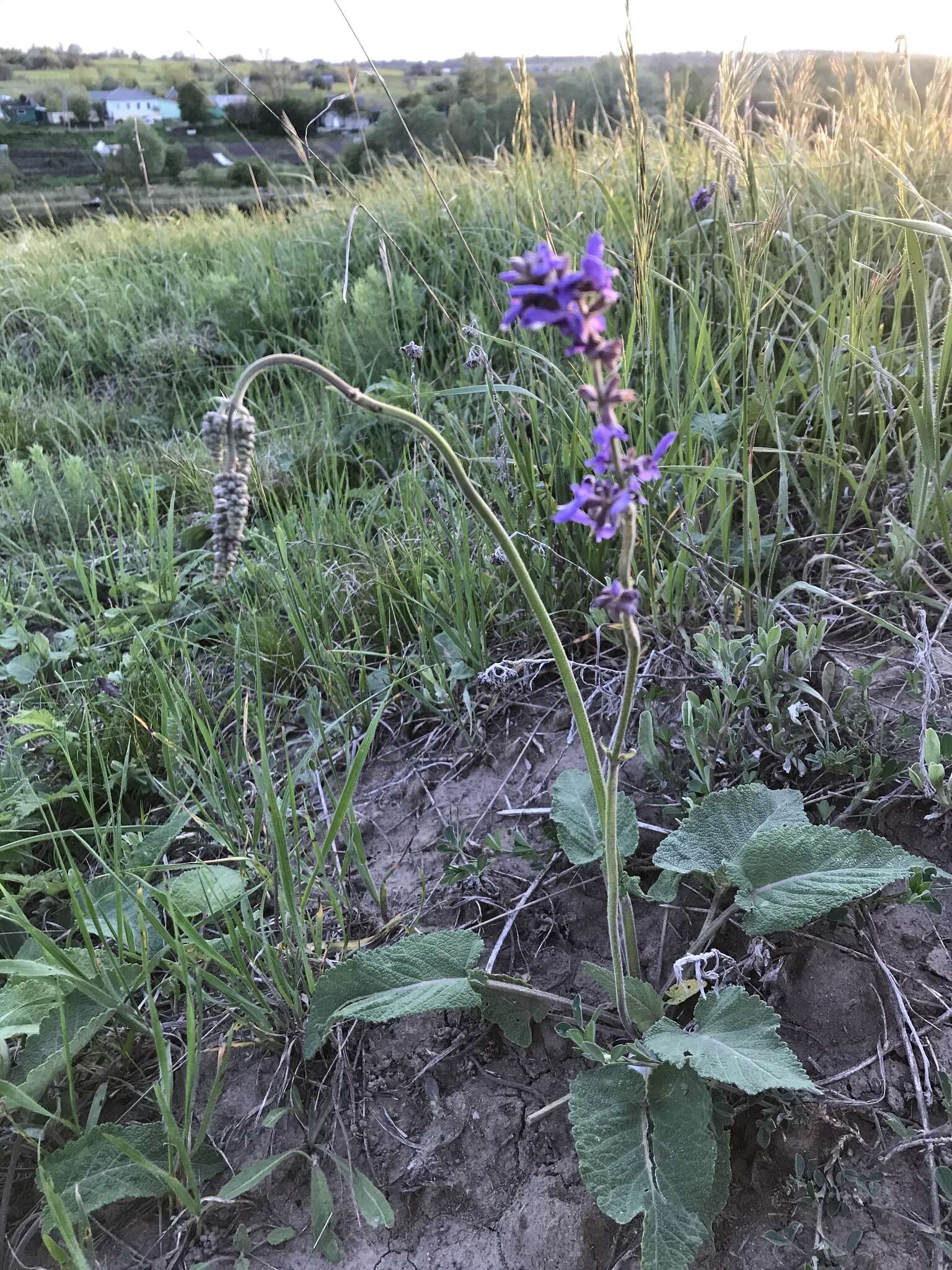 Sivun Salvia nutans L. kuva