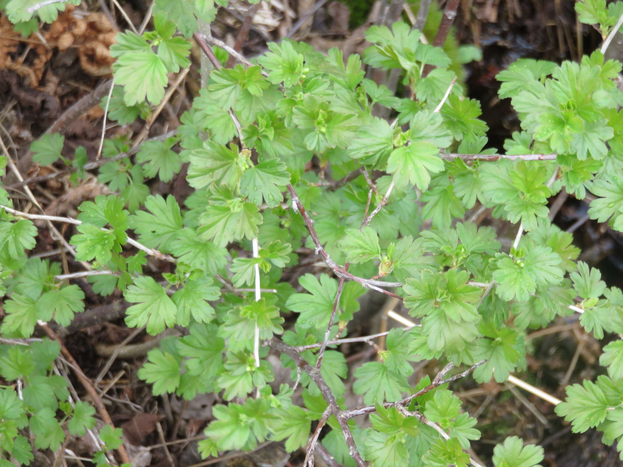 Image of hairystem gooseberry