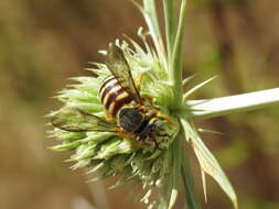 Image of Icteranthidium grohmanni (Spinola 1838)