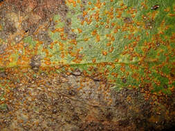 Image of greenleaf manzanita