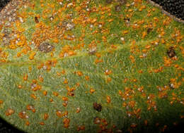 Image of greenleaf manzanita