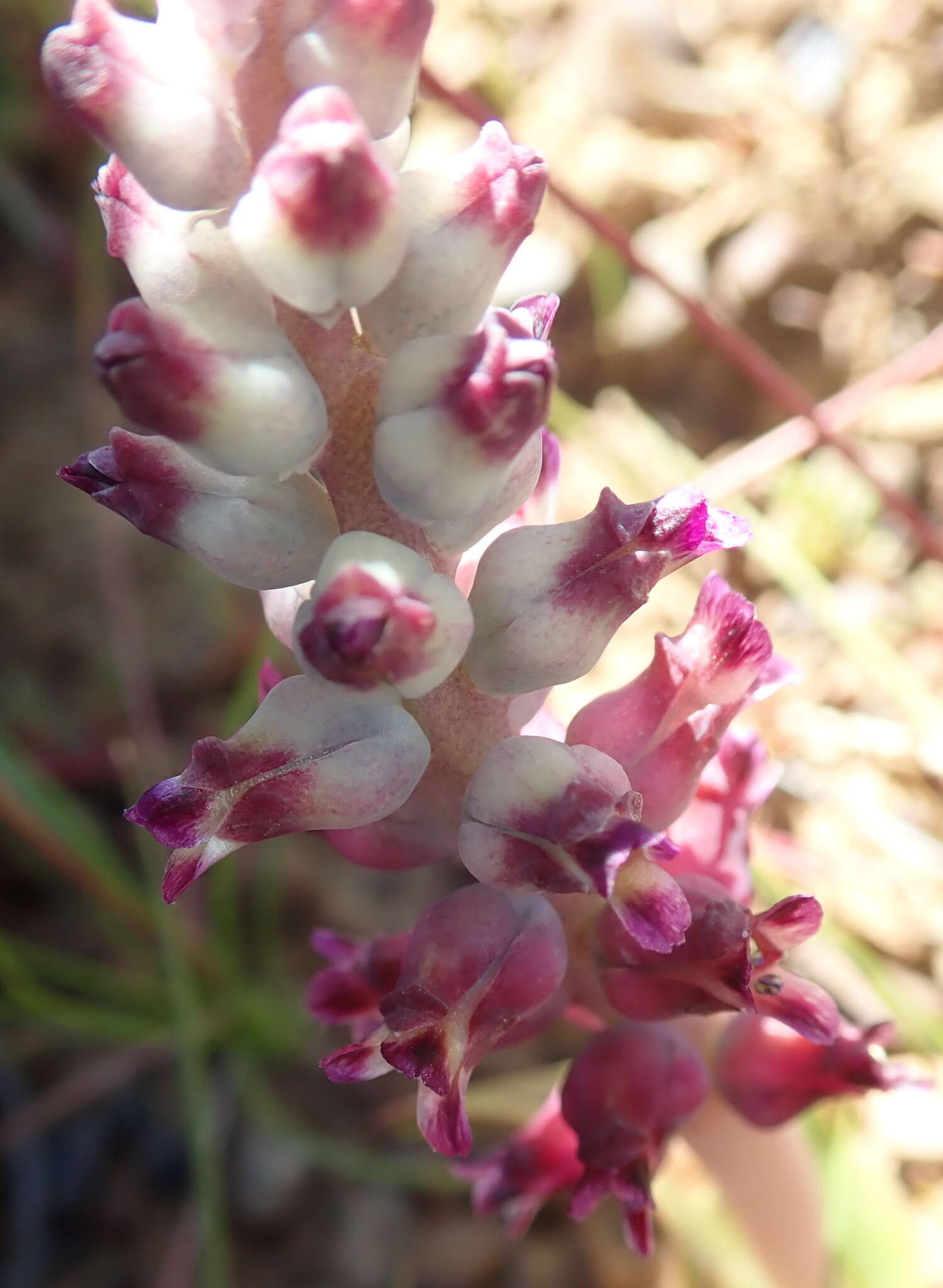 Image of Lachenalia elegans W. F. Barker