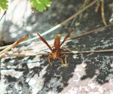 Image of Polistes kaibabensis Hayw. 1932