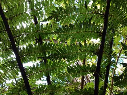 Image of Tree Fern Soft