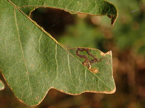 صورة Stigmella aceris (Frey 1857) Gerasimov 1952