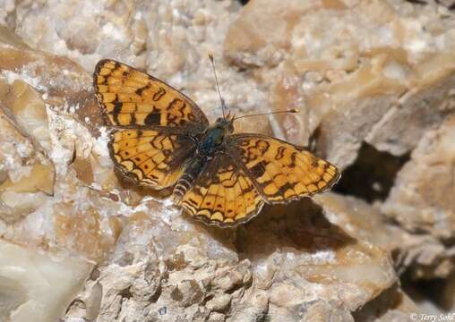 Image de Phyciodes pallida Edwards 1864