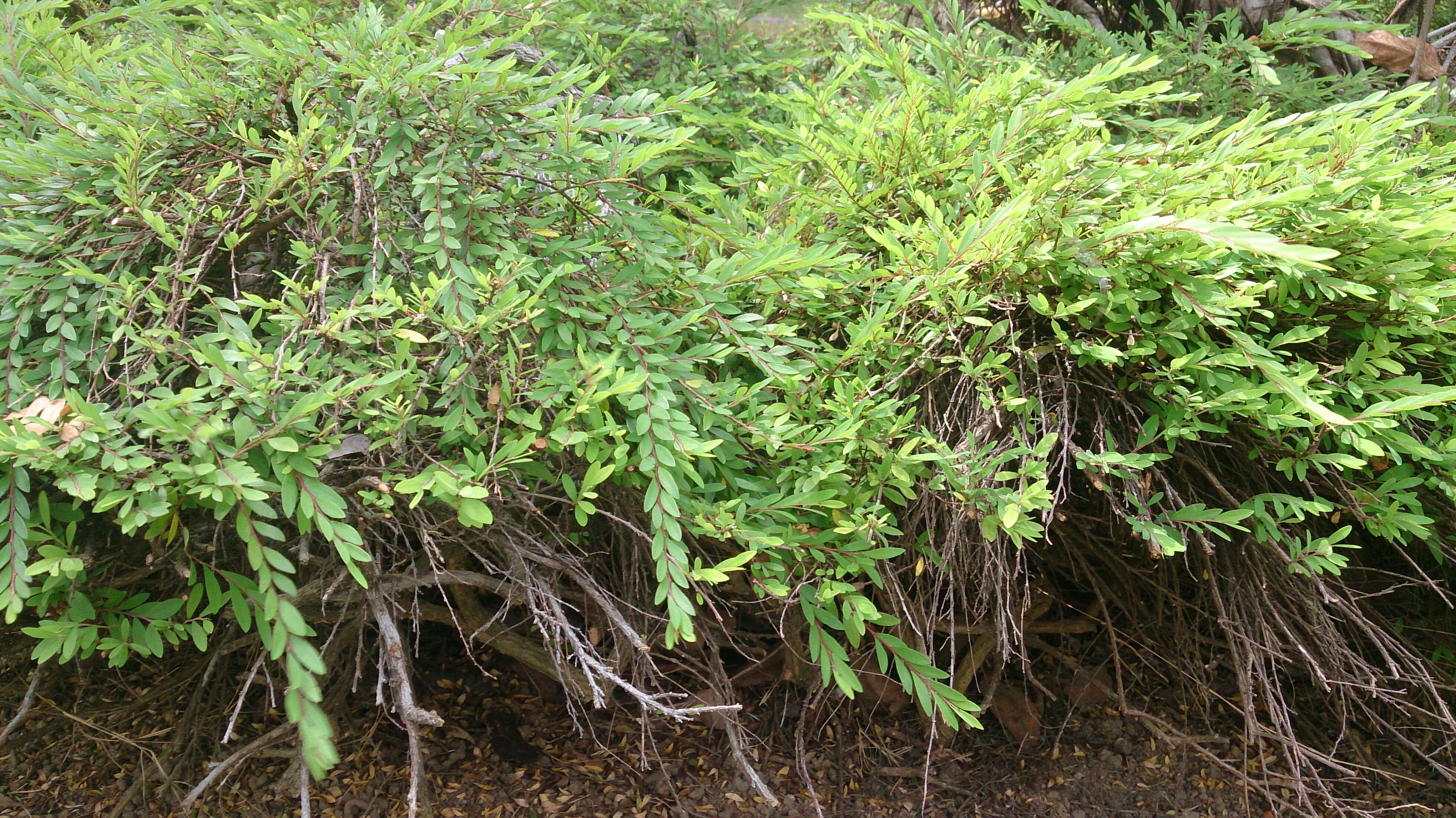 Image of Phyllanthus myrtifolius (Wight) Müll. Arg.