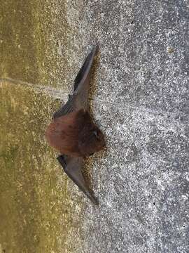 Image of Pied bats; Wattled bats.