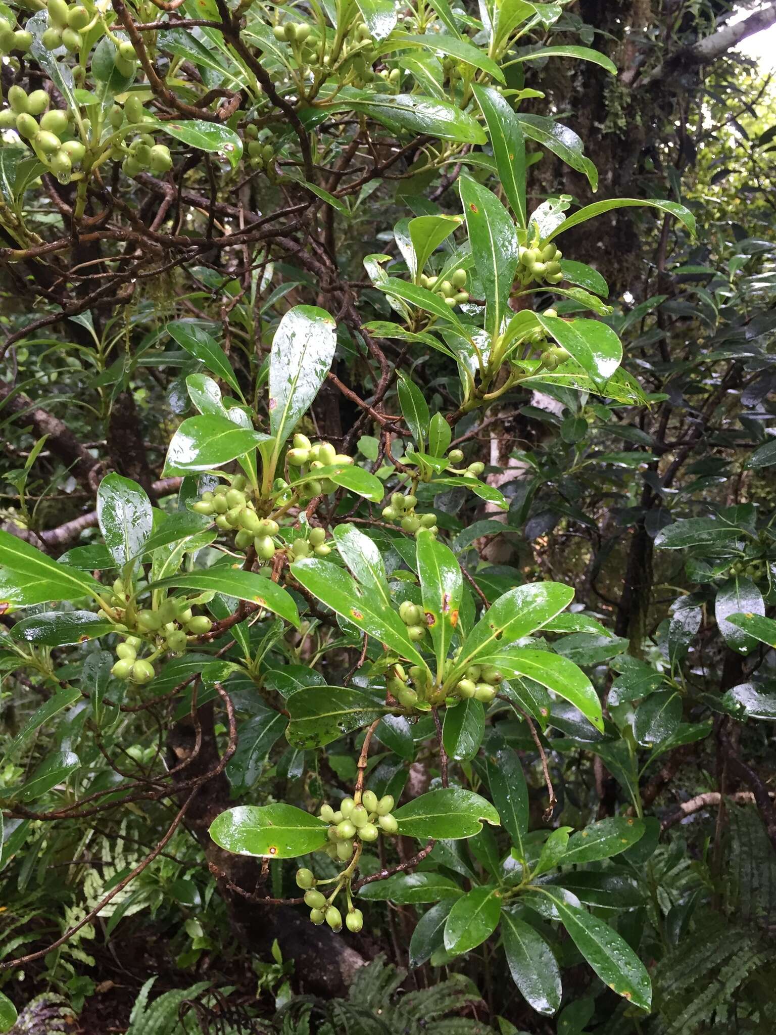 Imagem de Coprosma lucida var. angustifolia Cheeseman