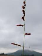 Image of Urochloa serrata