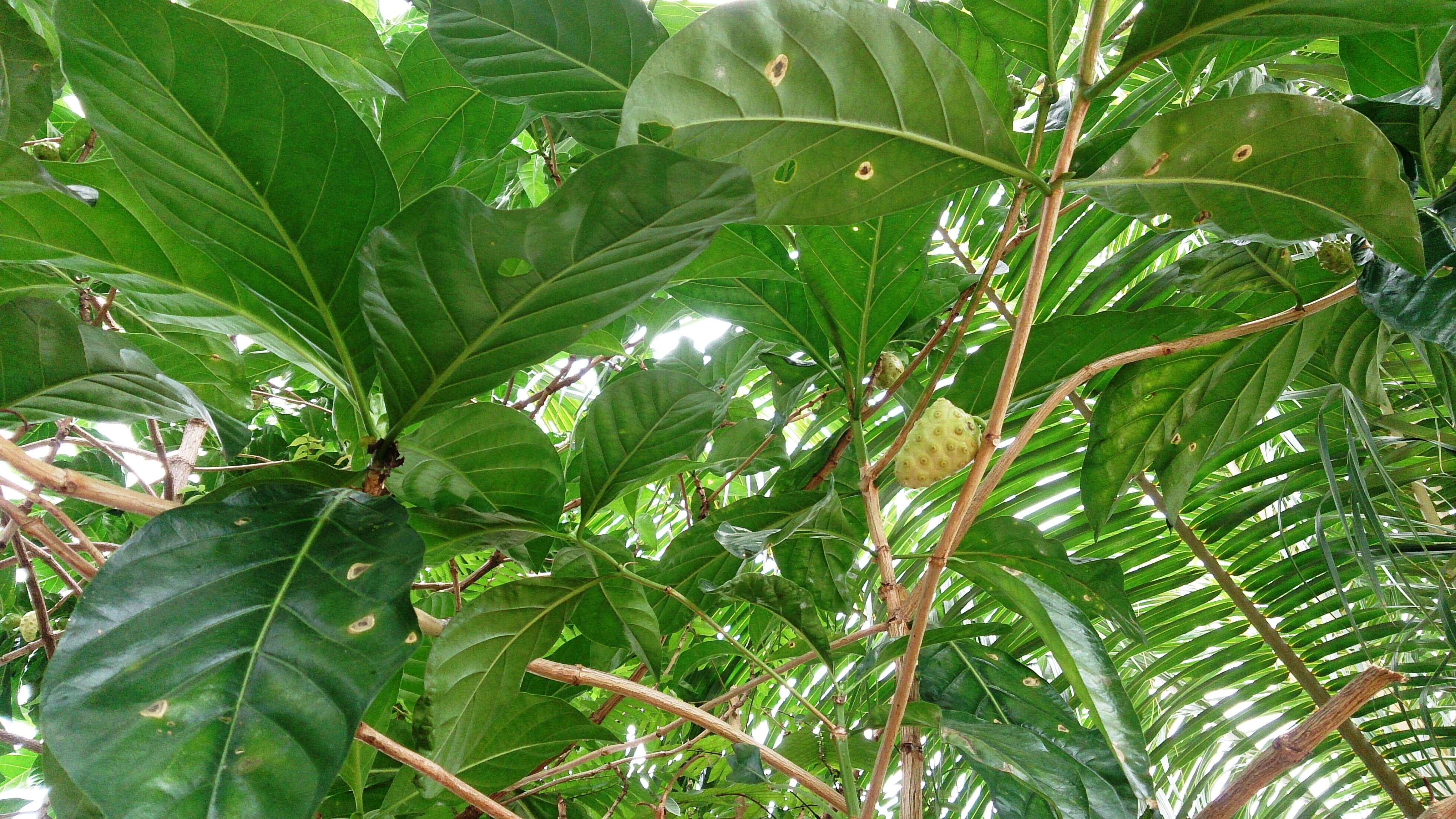 Image of Indian mulberry