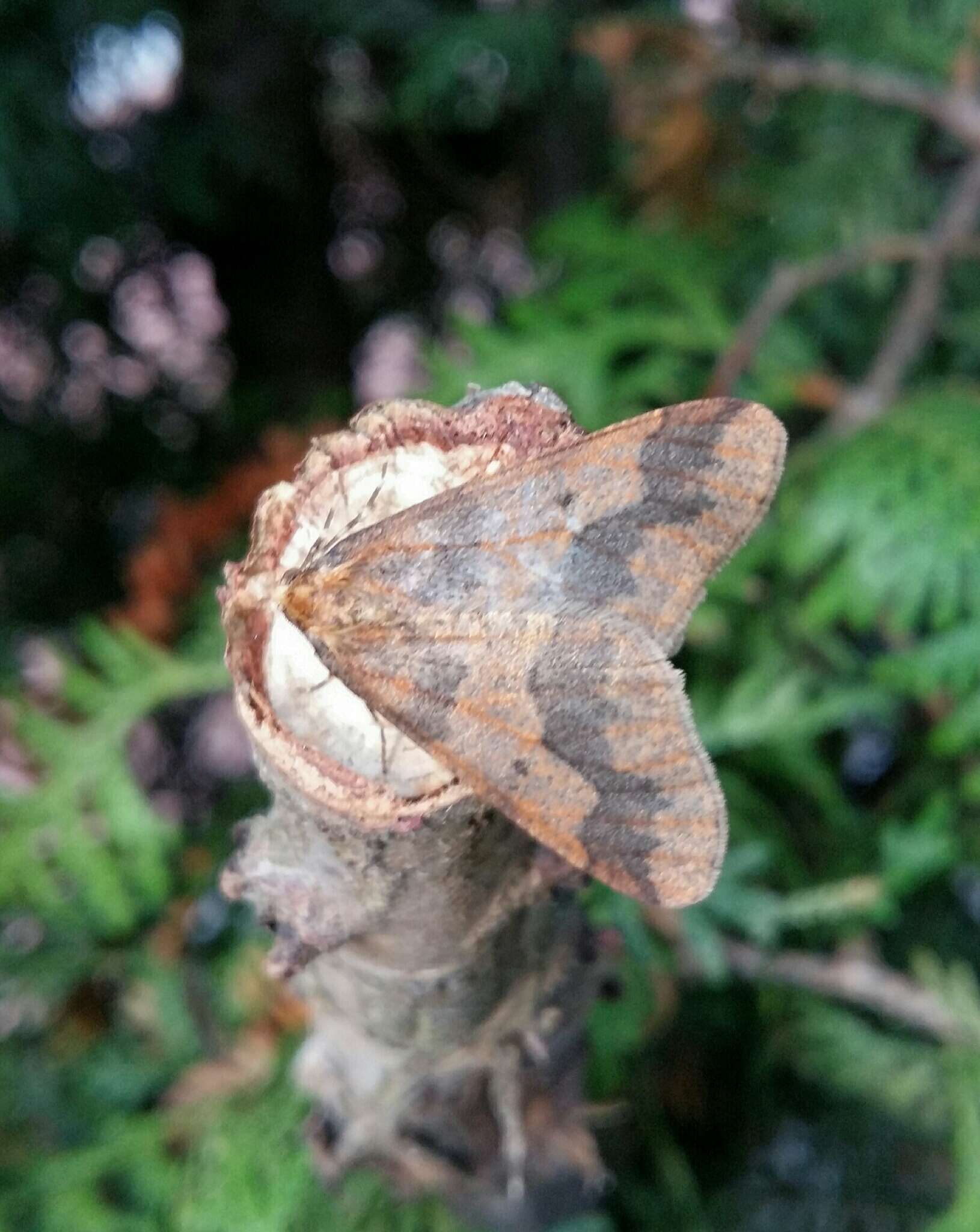 Image of mottled umber