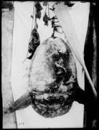 Image of Mola