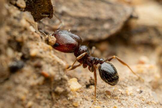 Image of Pheidole rugulosa Gregg 1959