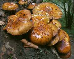 Image of Pholiota adiposa (Batsch) P. Kumm. 1871