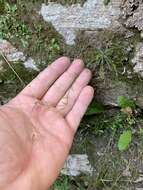 Image of Zion fleabane