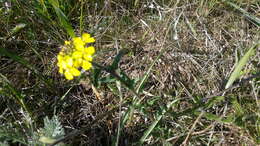 Слика од Erysimum cuspidatum (M. Bieb.) DC.