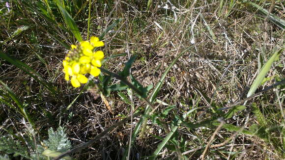 Image of Erysimum cuspidatum (M. Bieb.) DC.