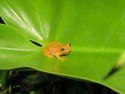 Image of Dendropsophus mathiassoni (Cochran & Goin 1970)