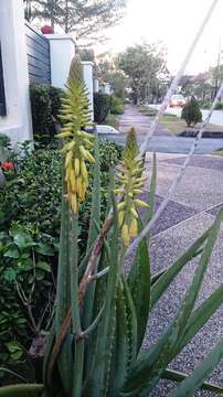 Image of Aloe vera