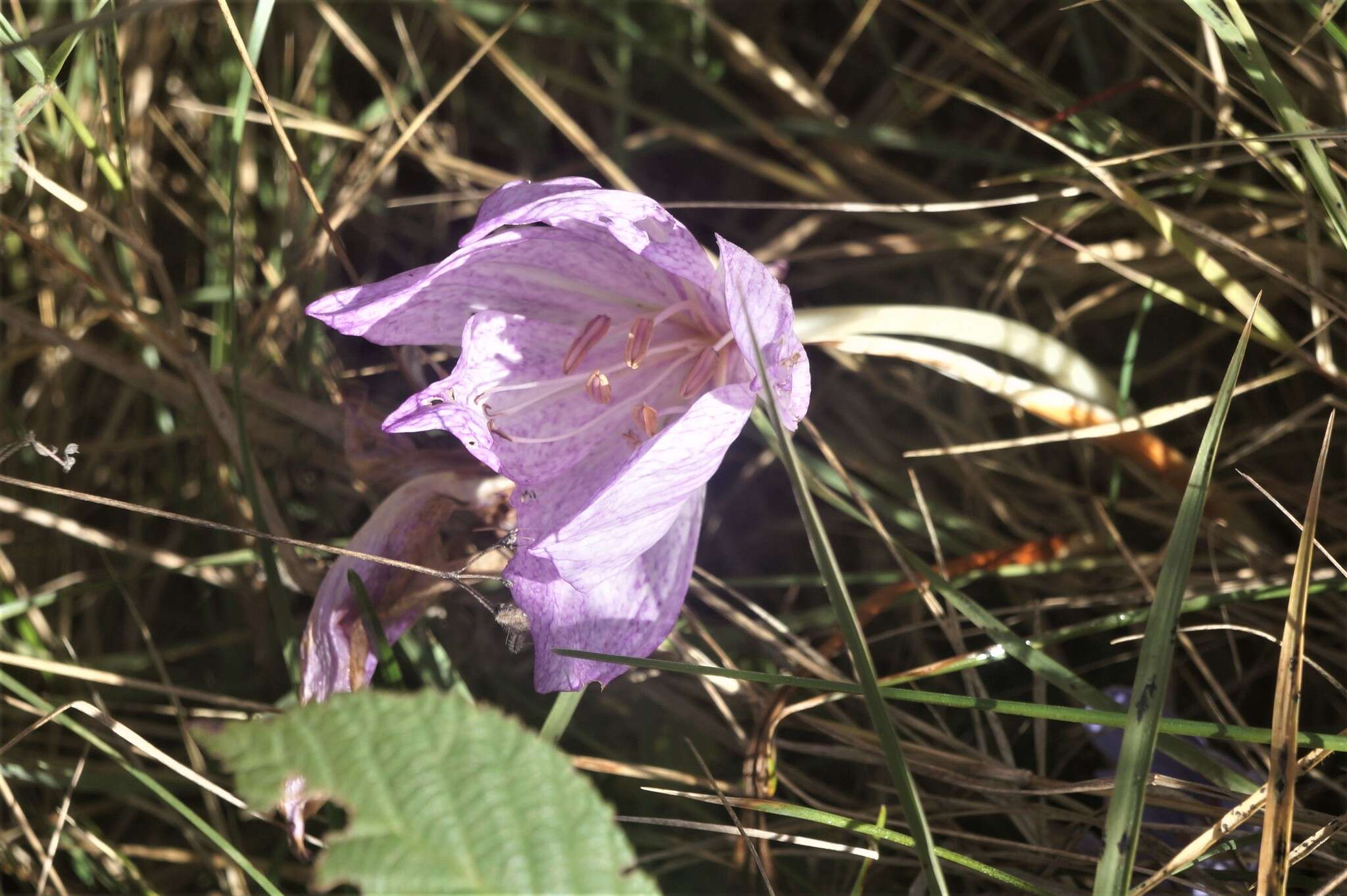 Image of Colchicum bivonae Guss.