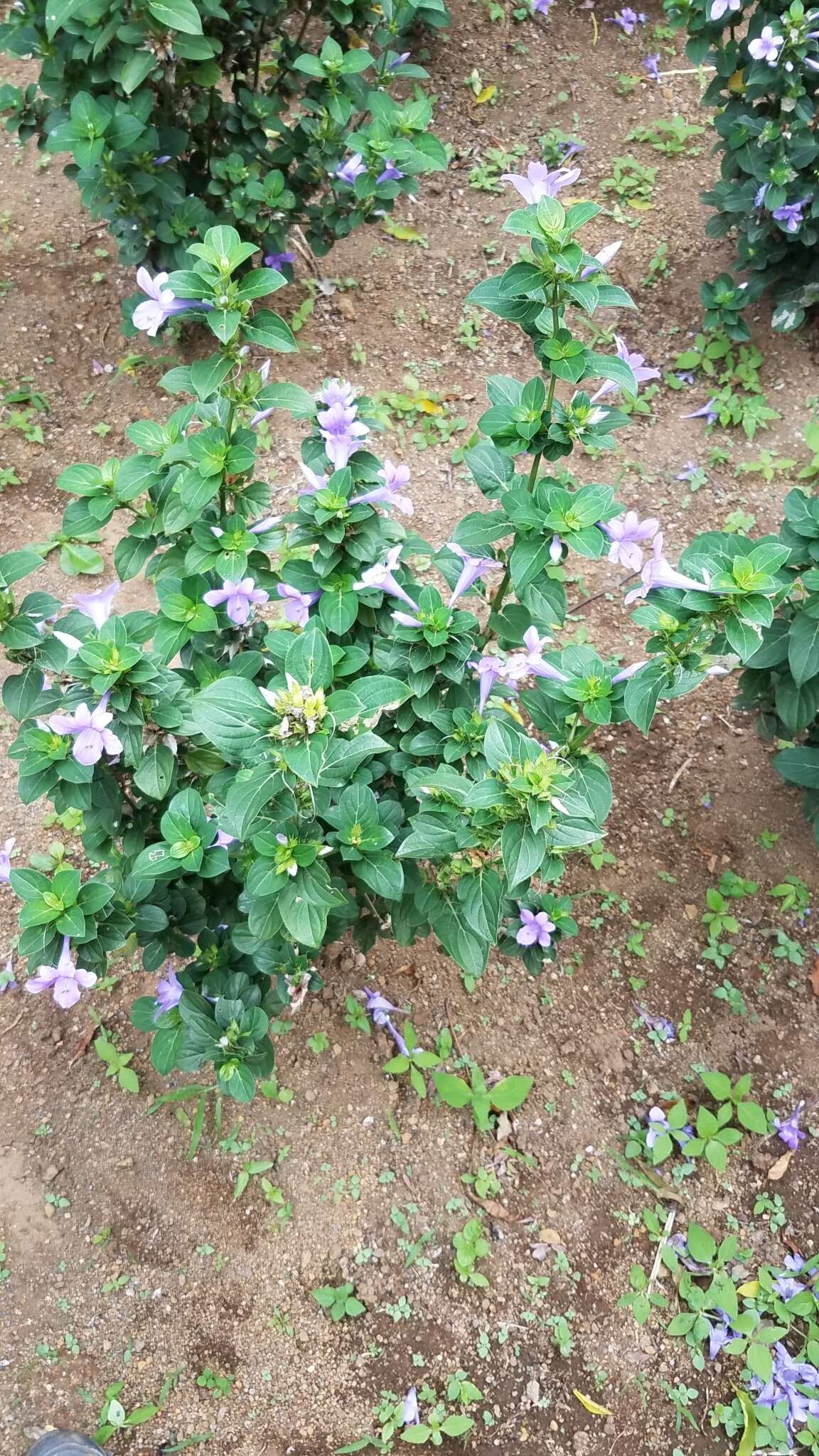 Image de Barleria cristata L.