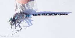 Image of Canada Darner