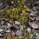 صورة Syringa villosa subsp. wolfii (C. K. Schneid.) Jin Y. Chen & D. Y. Hong