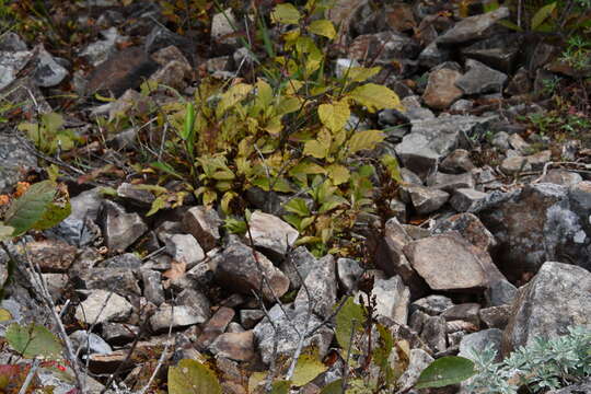 Image of Syringa villosa subsp. wolfii (C. K. Schneid.) Jin Y. Chen & D. Y. Hong